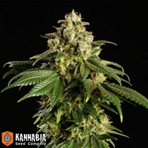 DREAM SHERBET