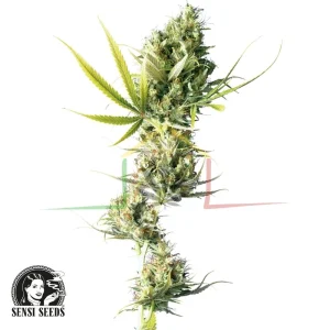 DURBAN REGULAR