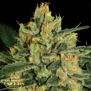 DURGA MATA CBD II