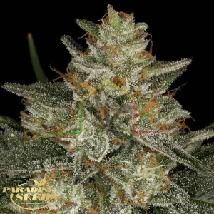 DUTCH KUSH