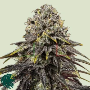 DYNAMITE DIESEL