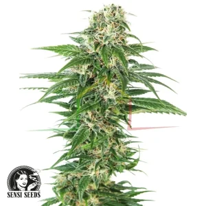 EARLY SKUNK AUTO