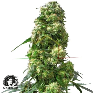 EARLY SKUNK