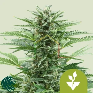 EASY BUD AUTOMATIC