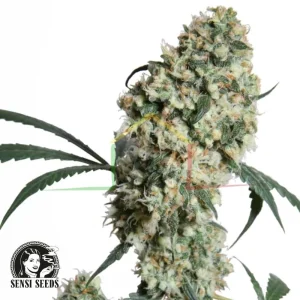 ED ROSENTHAL SUPER BUD REGULAR