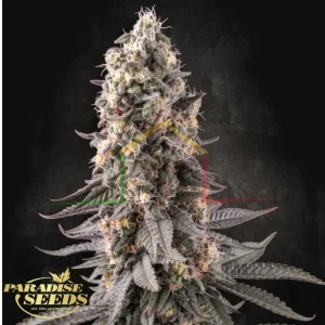EL DORADO OG