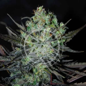ELEVEN ROSES AUTO