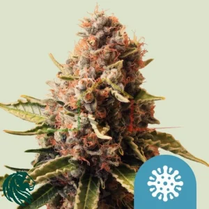 EUPHORIA CBD