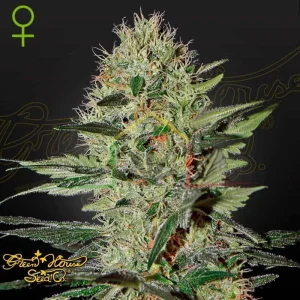 EXODUS CHEESE AUTO
