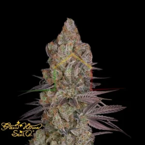 EXODUS CHEESE