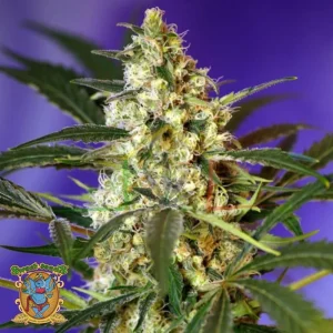 FAST BUD #2 AUTO