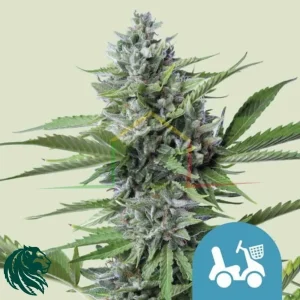 FAST EDDY AUTOMATIC CBD