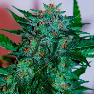 FLASH BABYLON AUTO