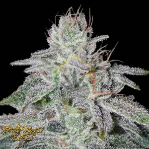 FRANCO’S LEMON CHEESE