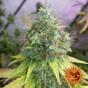 G13 HAZE