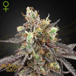 GELATO 41 X GELATO 41 AUTO