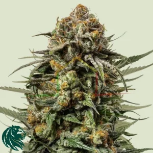 GELATO 44