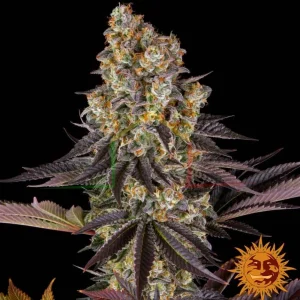 GELATO #45