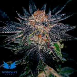 GELATO #47