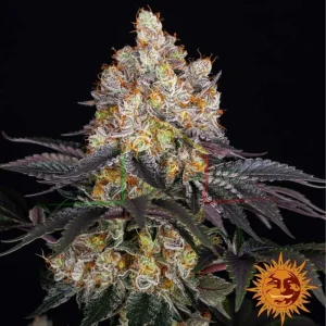 GELATO