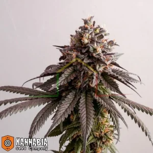 GELATO-K