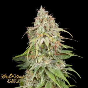 GH AMNESIA