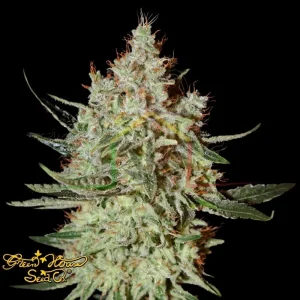 GH CHEESE