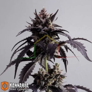 GINGER PUNCH AUTO