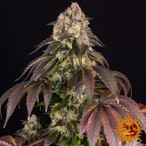GIRL SCOUT COOKIES