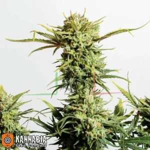 GNOMO AUTO