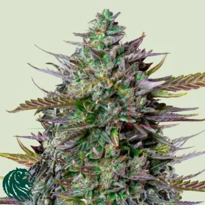 GOAT’LATO AUTO