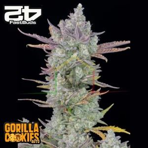 GORILLA COOKIES AUTO