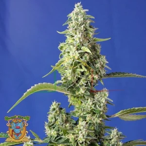 GORILLA GIRL XL AUTO