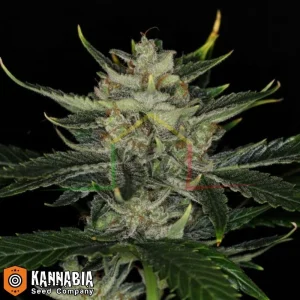 GORILLA KING AUTO