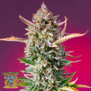GORILLA SHERBET F1 FAST VERSION