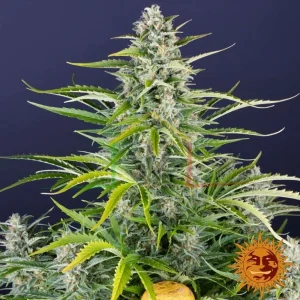 GORILLA ZKITTLEZ AUTO