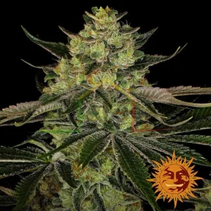 GORILLA ZKITTLEZ