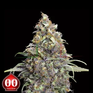 GRAND DADDY PURPLE