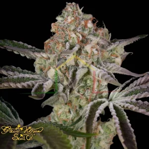 GREAT WHITE SHARK