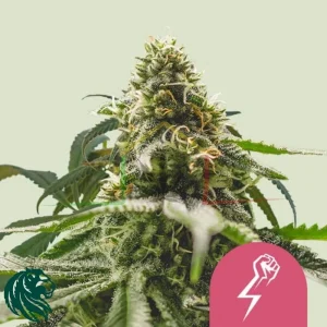 GREEN CRACK PUNCH