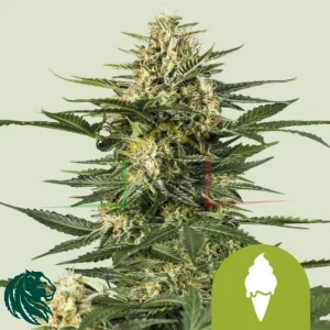 GREEN GELATO AUTOMATIC