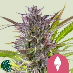 GREEN GELATO