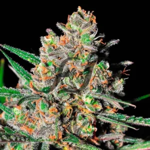 GREEN LOVE POTION