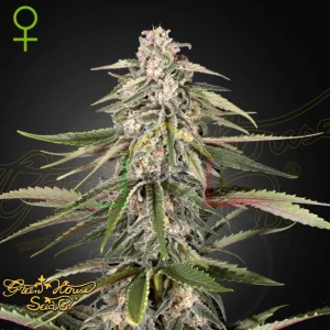 GREEN O MATIC AUTO