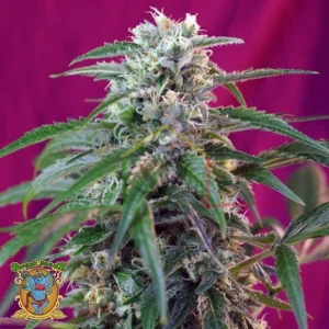 GREEN POISON AUTO