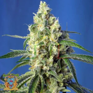 GREEN POISON CBD