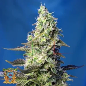 GREEN POISON XL AUTO