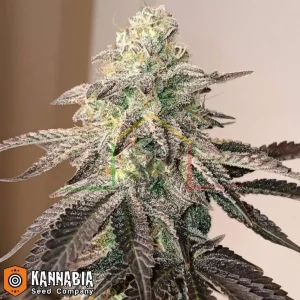 GSC