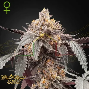 GUAVA X GELATO 41 AUTO