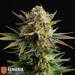 GYPSY KUSH
